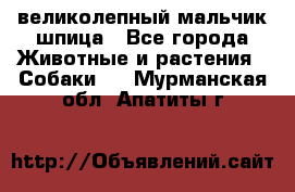 великолепный мальчик шпица - Все города Животные и растения » Собаки   . Мурманская обл.,Апатиты г.